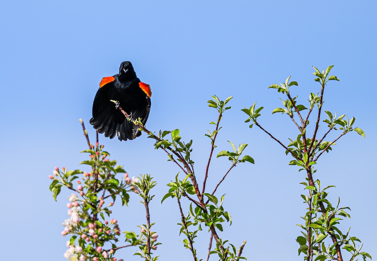 Red-winged Blackbird - ML617638982