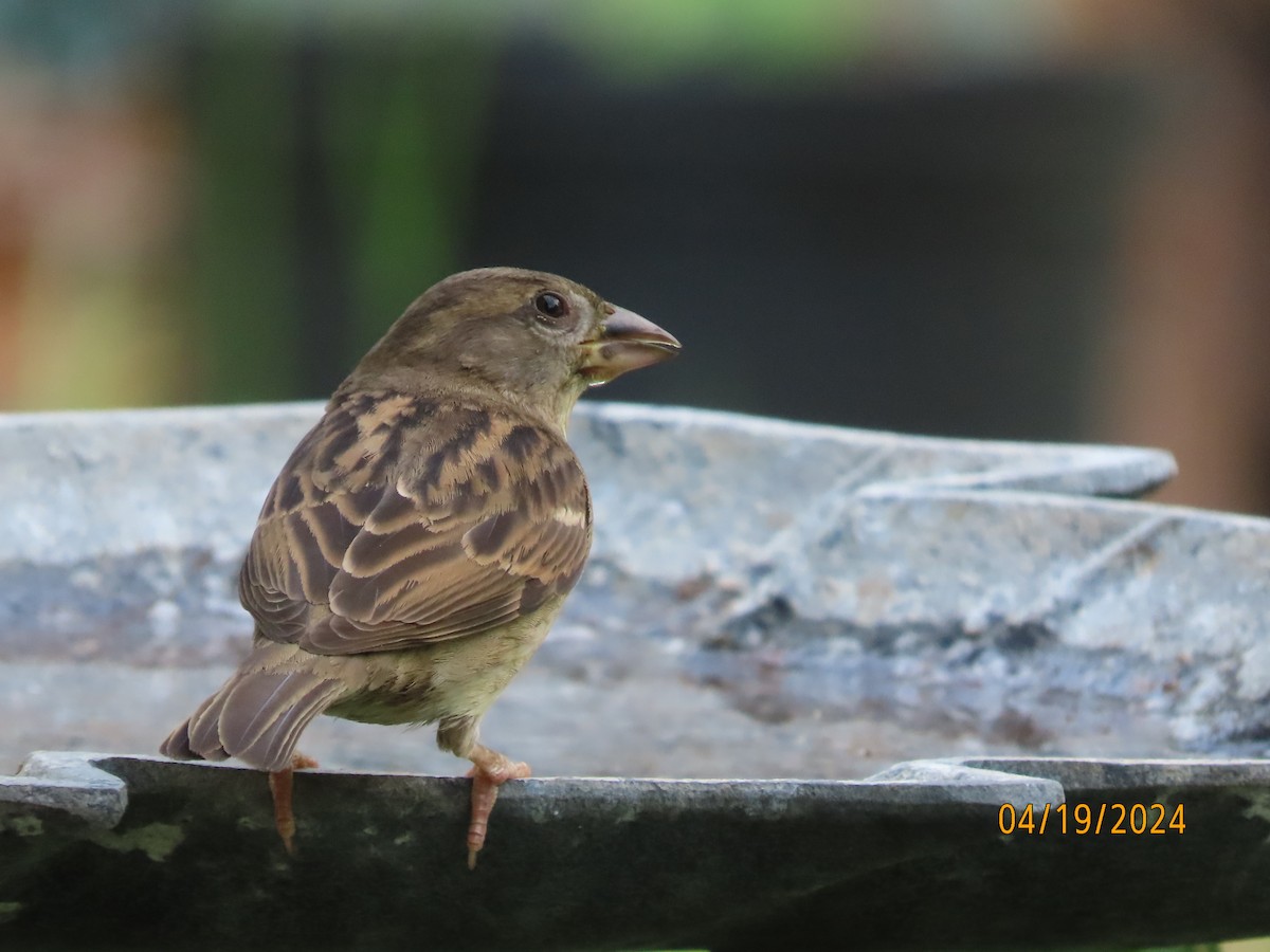 House Sparrow - ML617639008