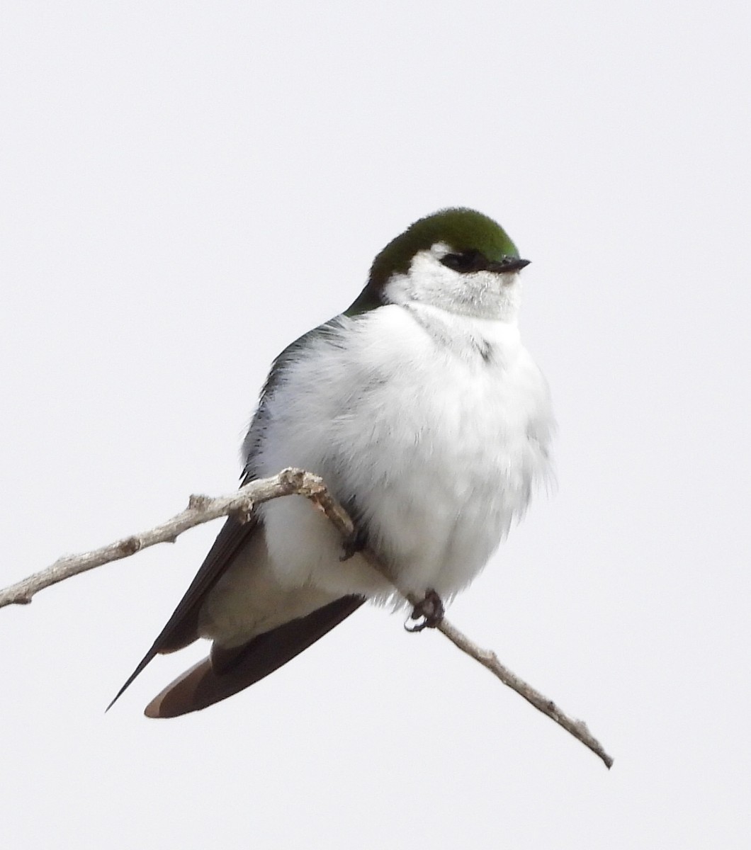 Violet-green Swallow - ML617639054