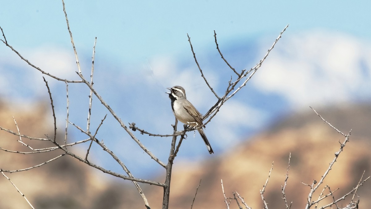 Black-throated Sparrow - David Jacobs