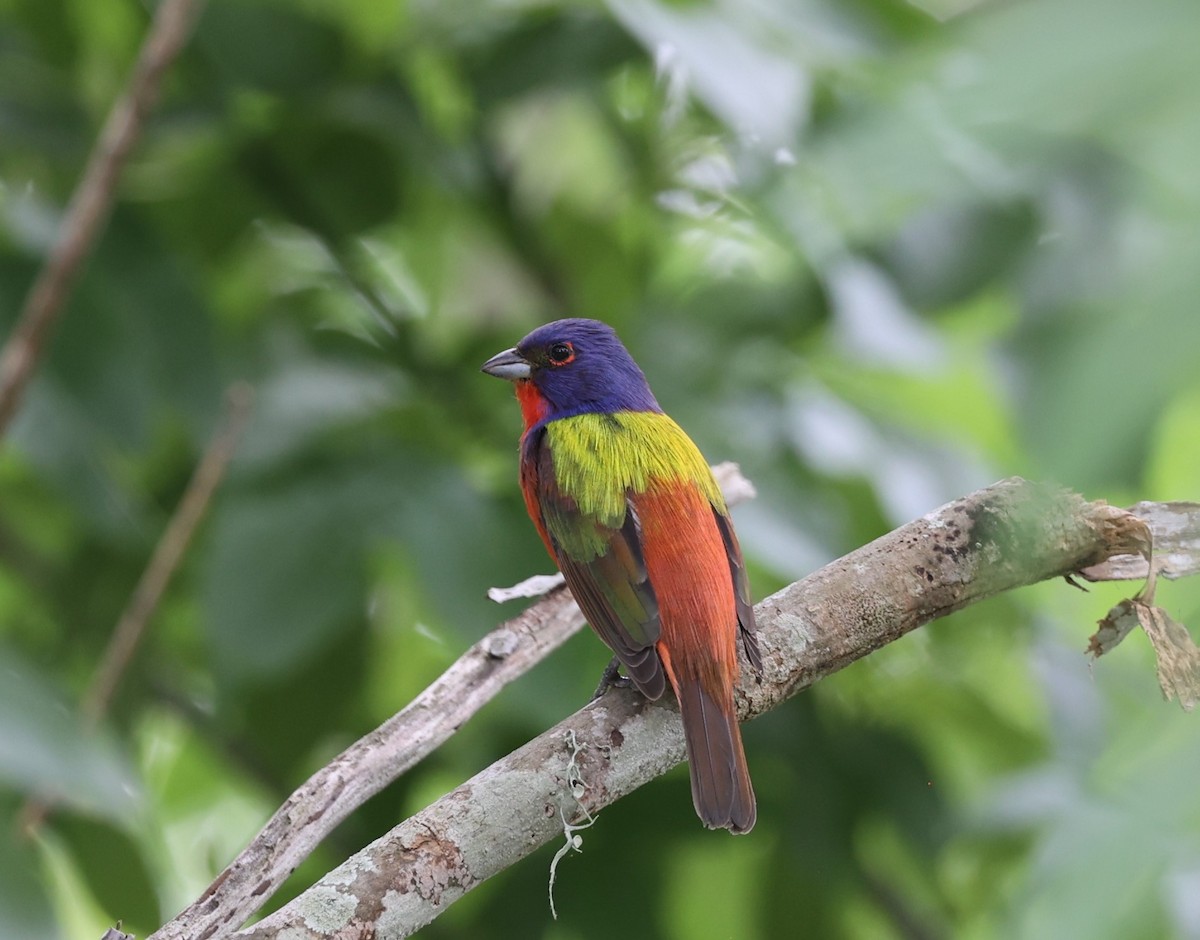Painted Bunting - ML617639202