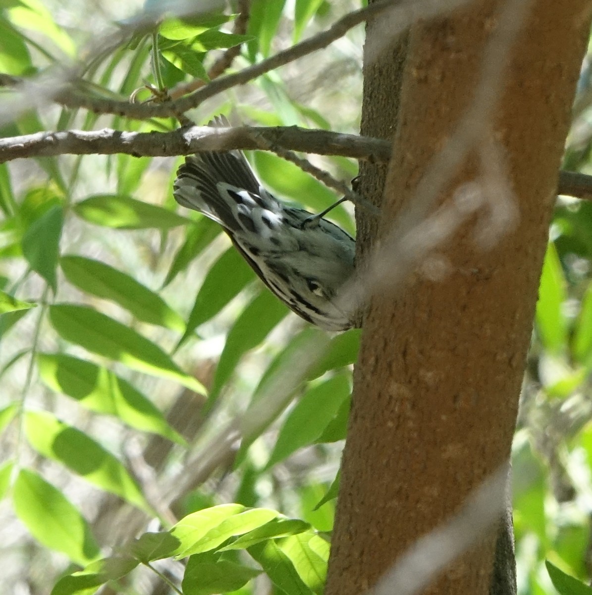 Black-and-white Warbler - Carolyn Ohl, cc