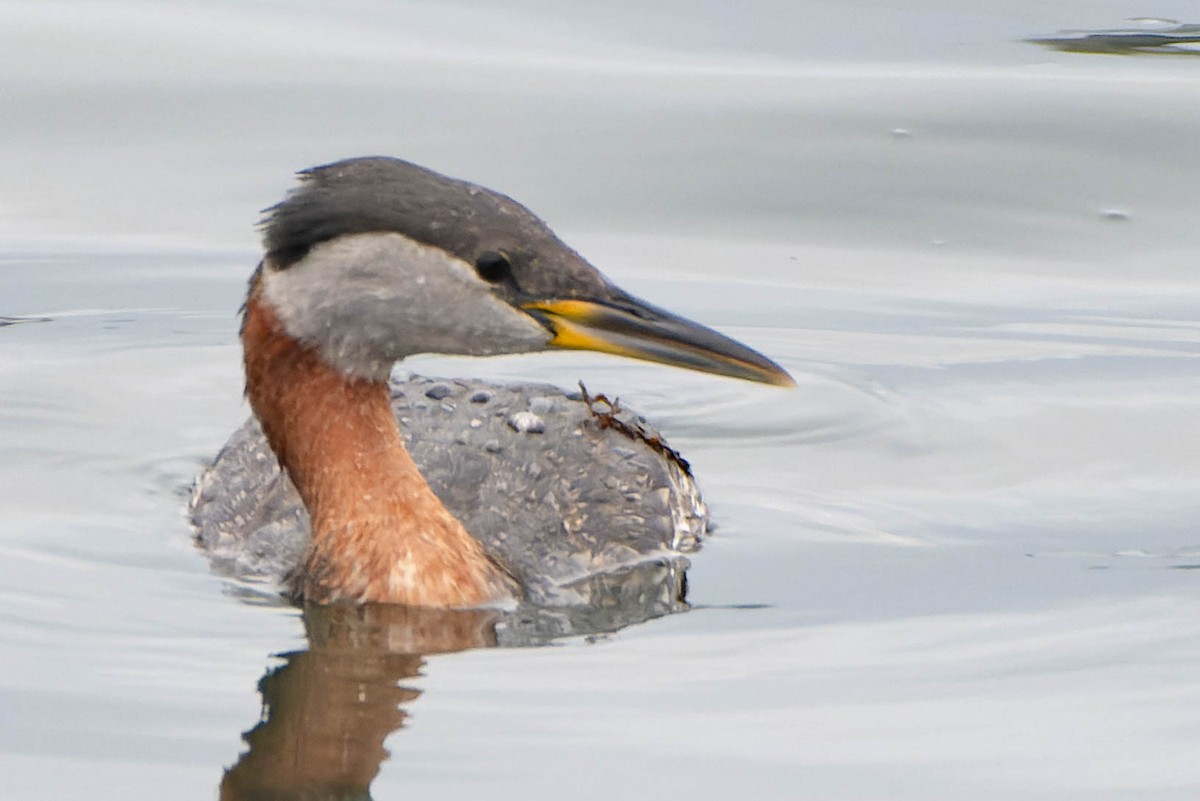 Red-necked Grebe - ML617639252
