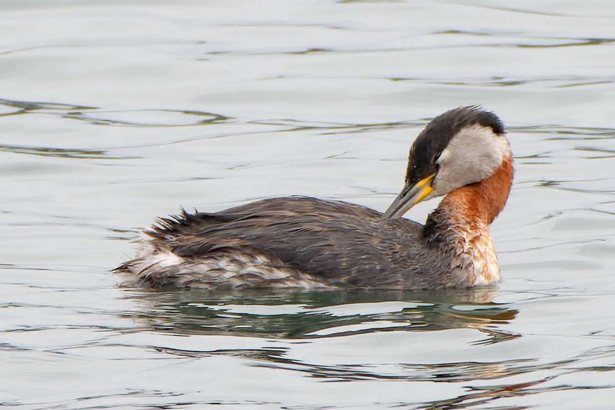 Red-necked Grebe - ML617639256