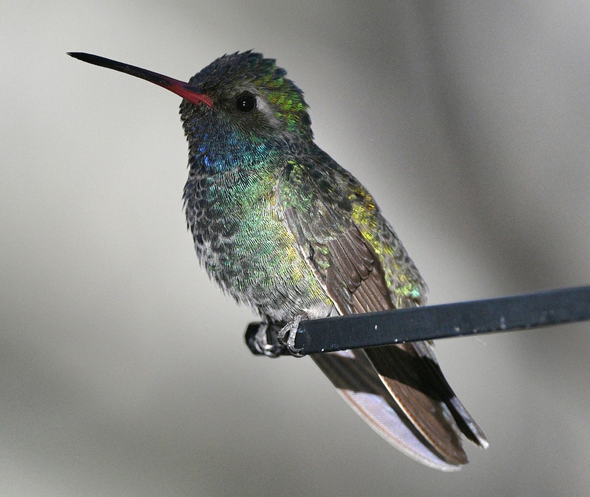 Broad-billed Hummingbird - ML617639264