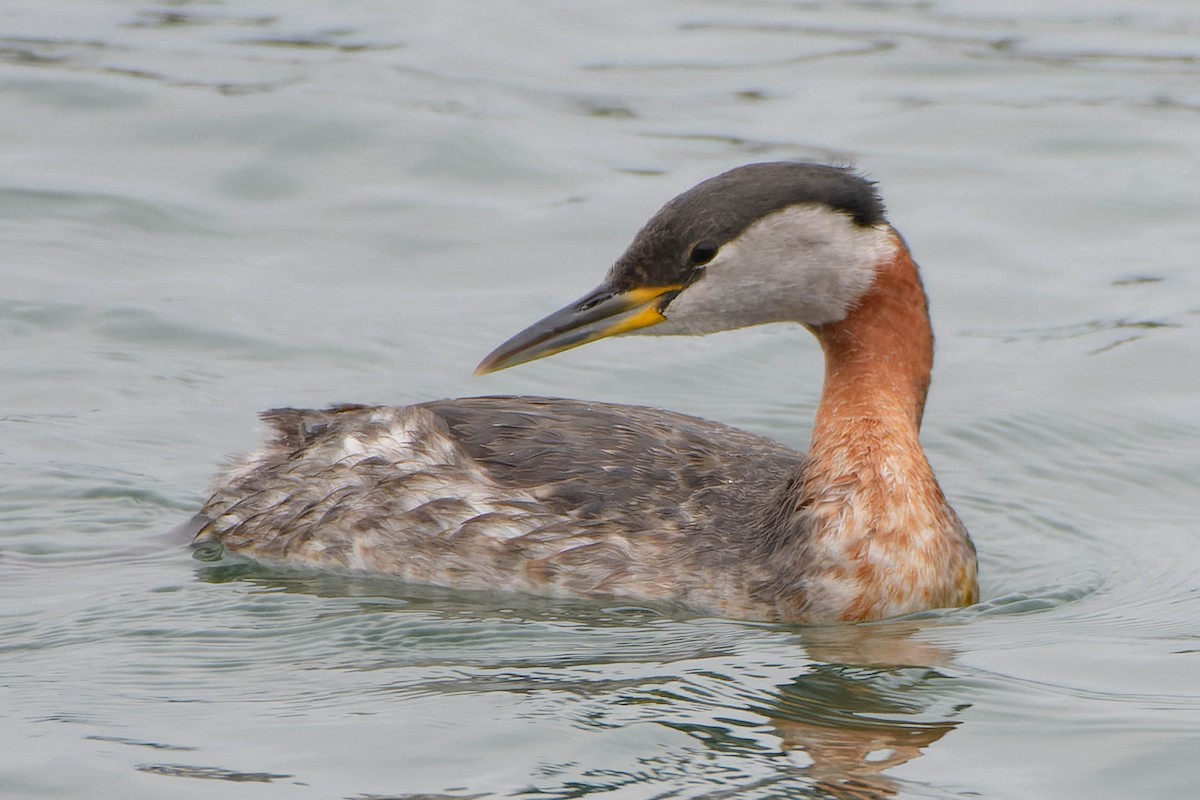 Red-necked Grebe - ML617639265
