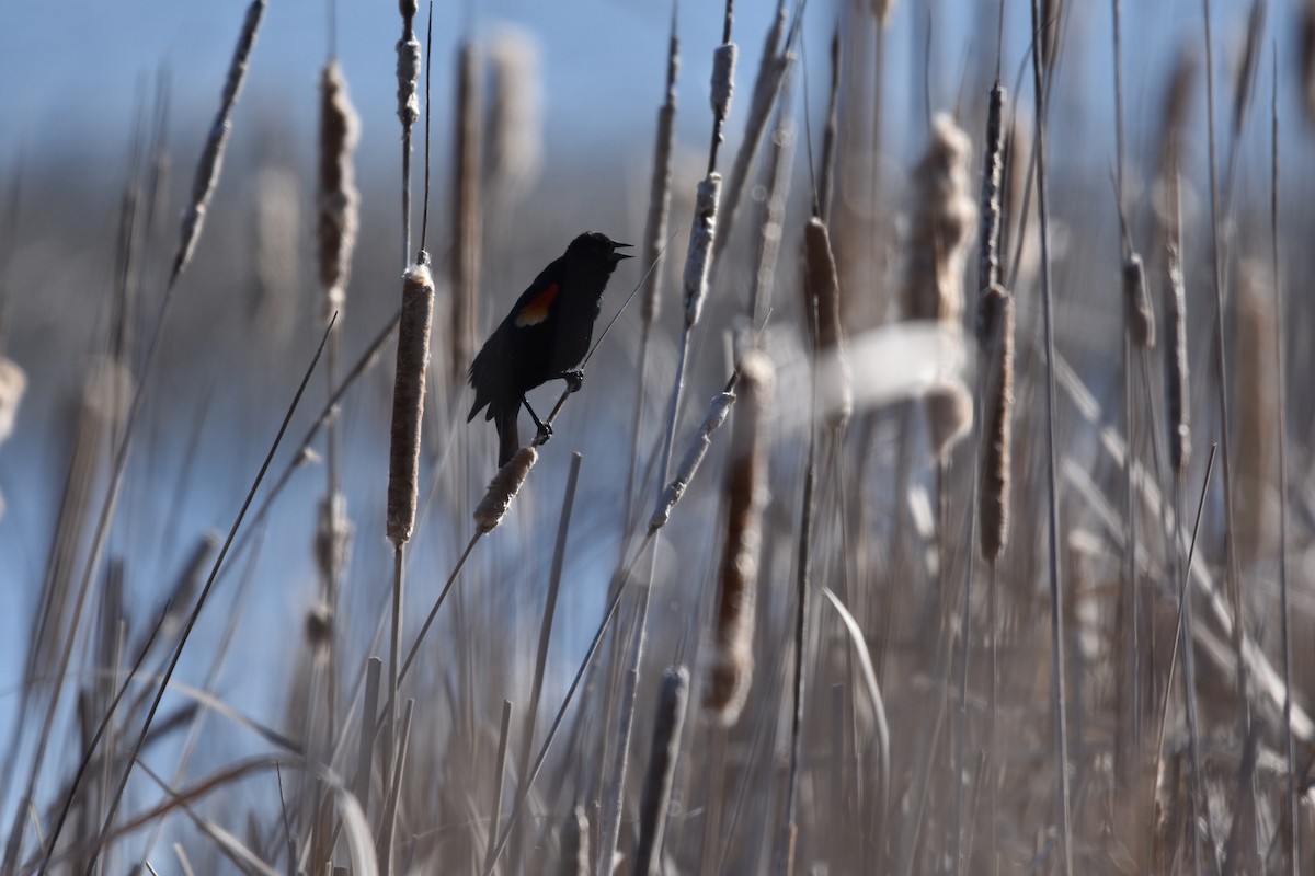 Red-winged Blackbird - Ben Stubbs
