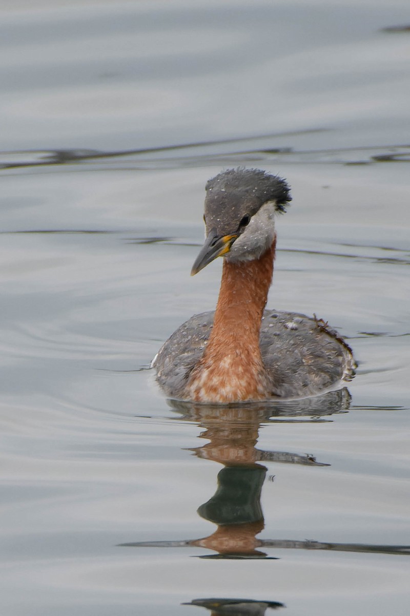 Red-necked Grebe - ML617639270