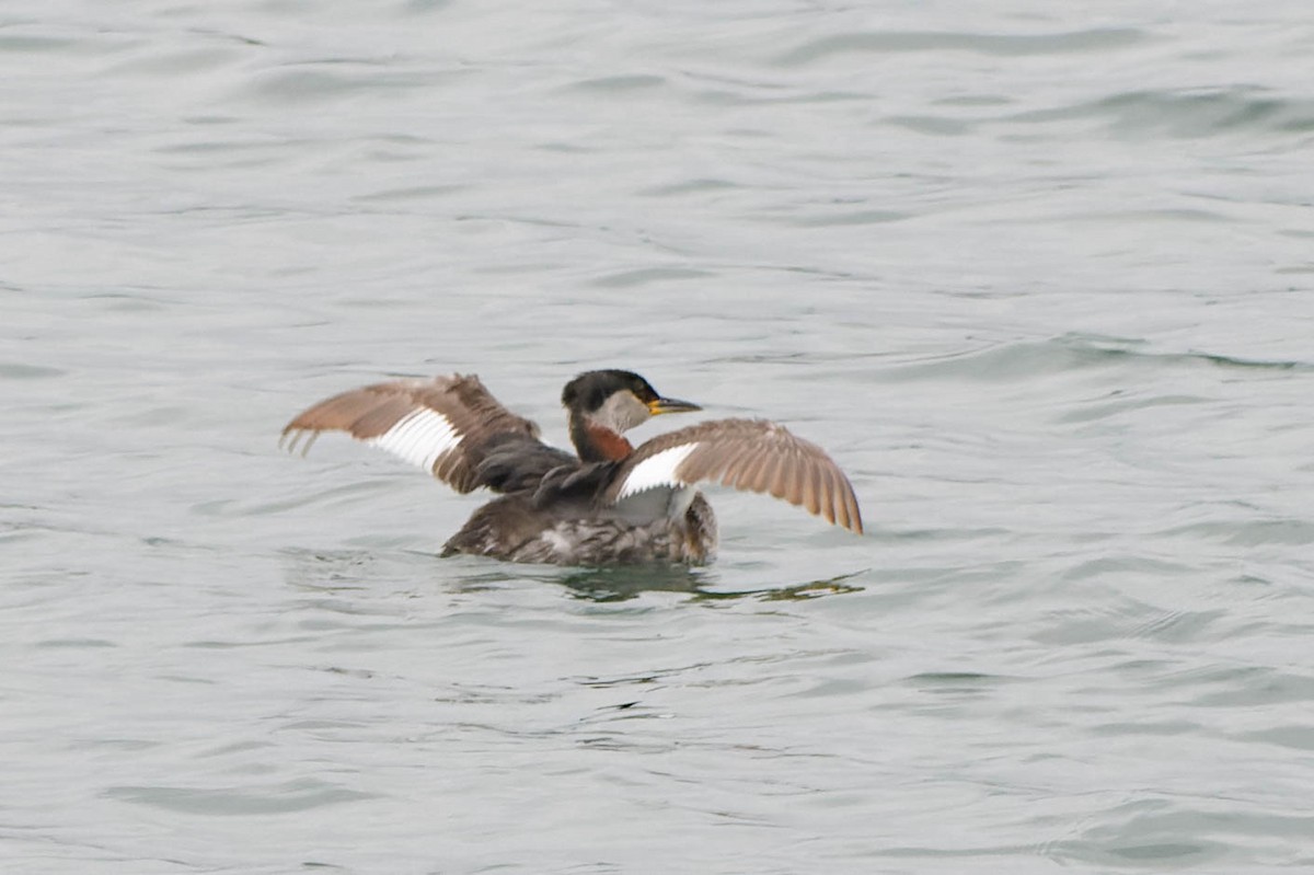 Red-necked Grebe - ML617639274