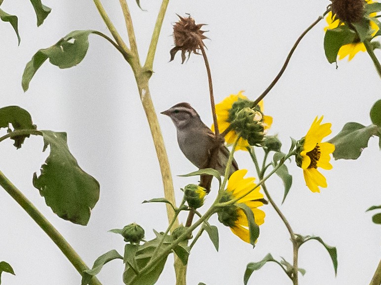 Chipping Sparrow - Bob Friedrichs