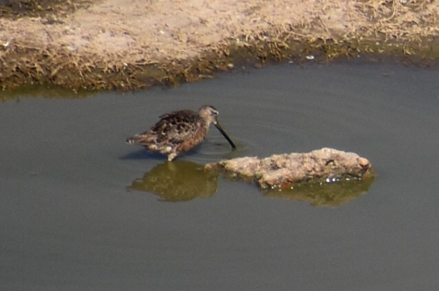 Long-billed Dowitcher - ML617639424