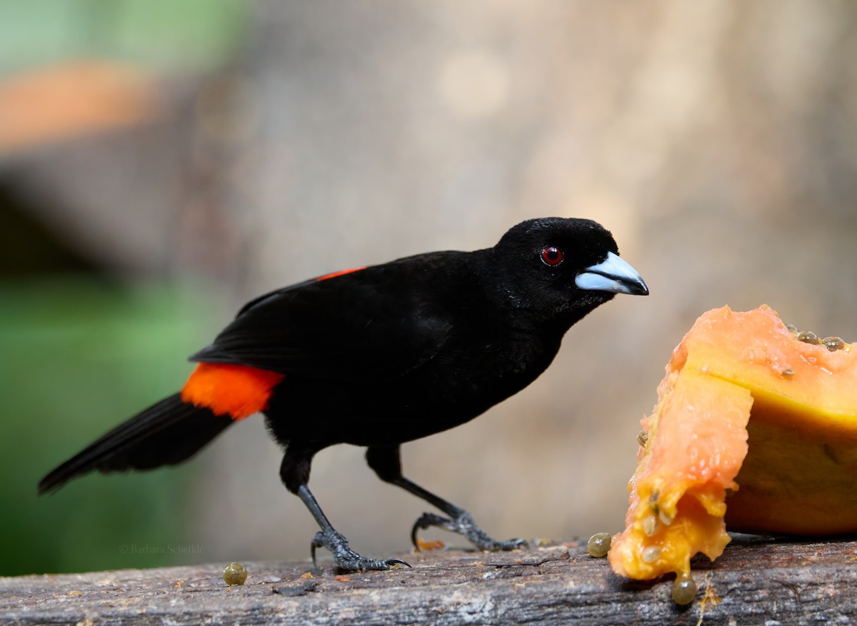 Scarlet-rumped Tanager (Passerini's) - ML617639463