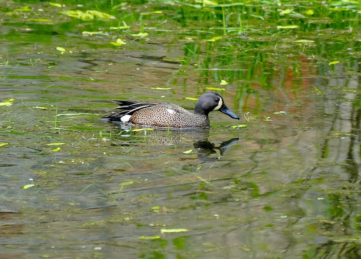 Blue-winged Teal - ML617639498