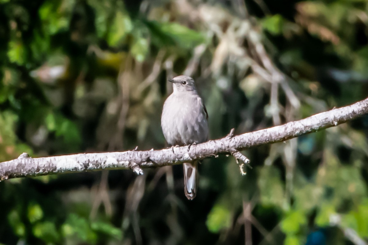 Townsend's Solitaire - ML617639616