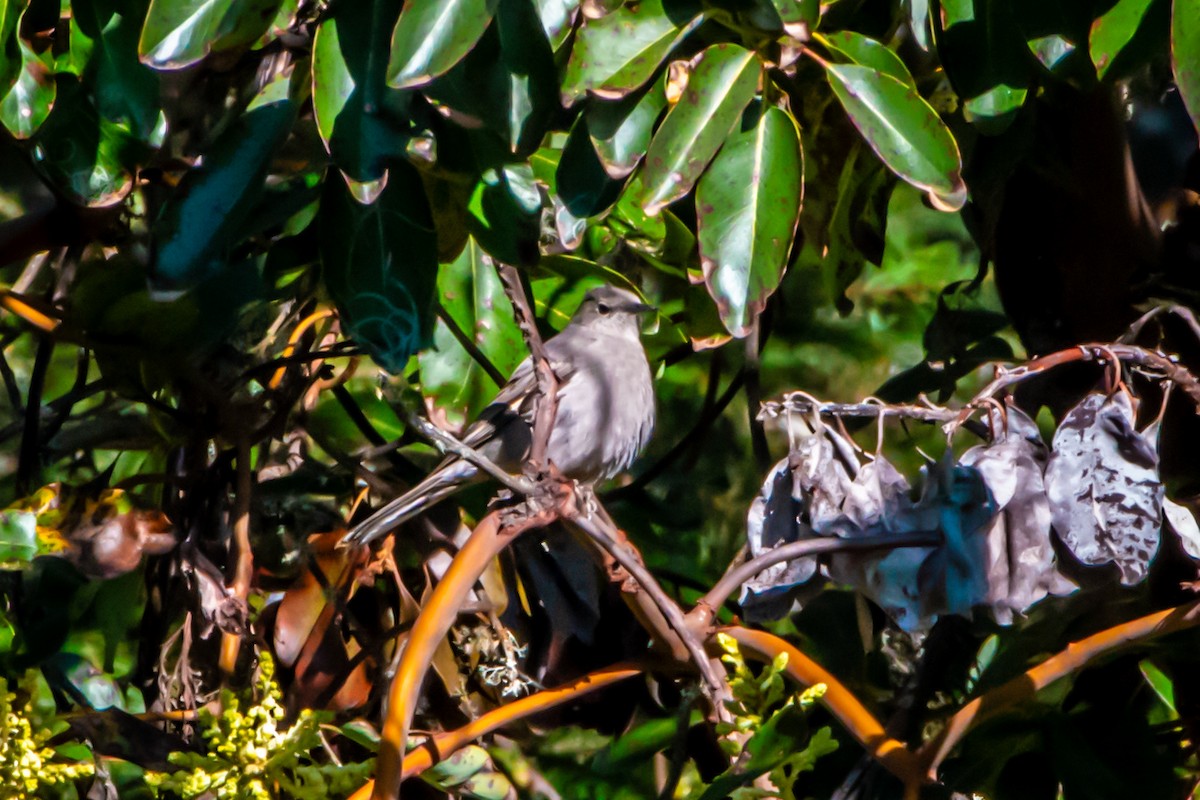 Townsend's Solitaire - ML617639617