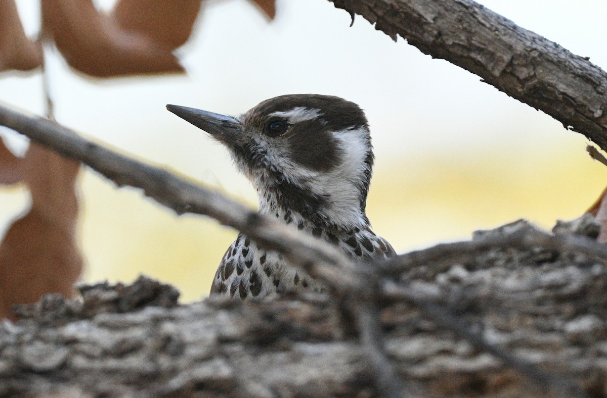 Arizona Woodpecker - ML617639629