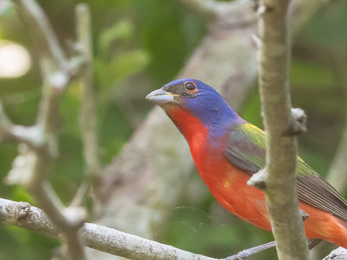 Painted Bunting - ML617639636