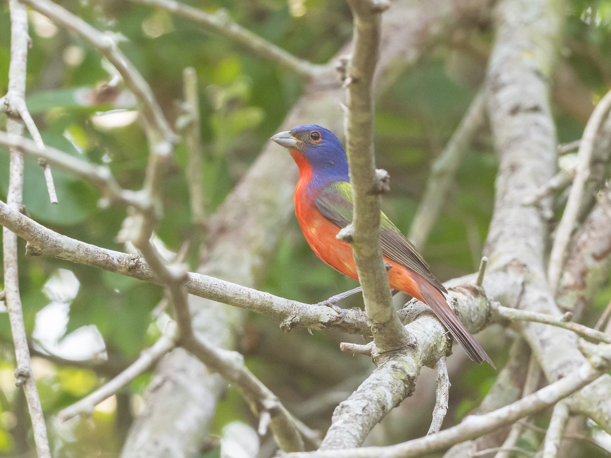 Painted Bunting - ML617639637