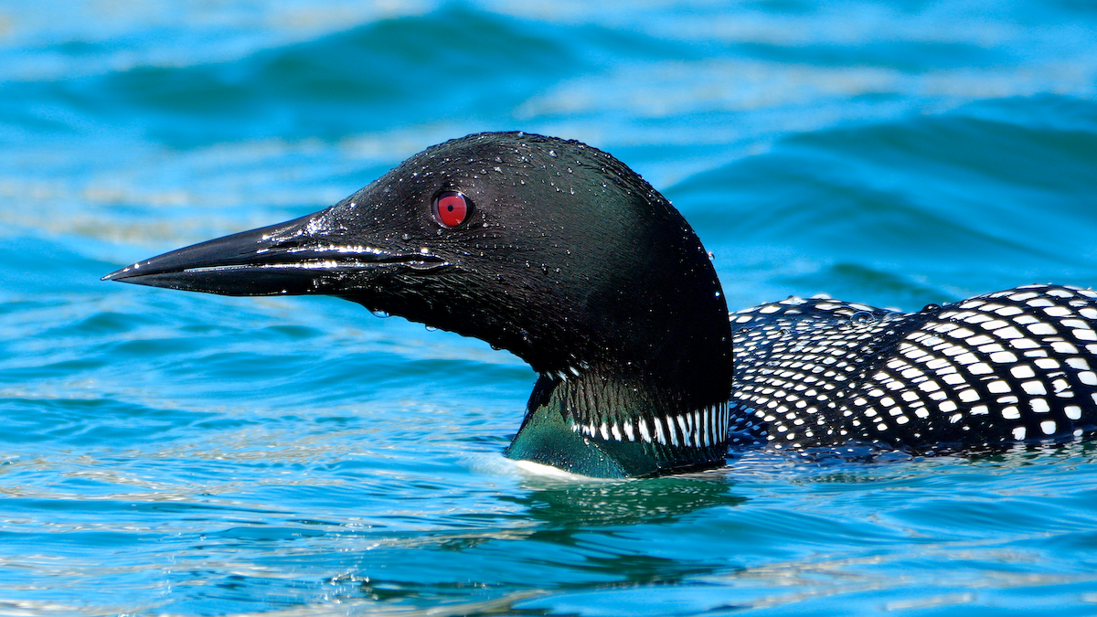 Common Loon - Mike Melton