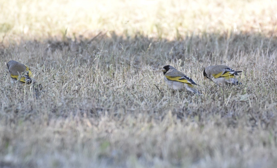 Lawrence's Goldfinch - ML617639671