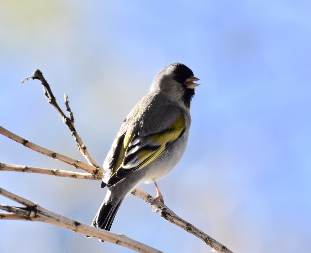 Lawrence's Goldfinch - ML617639672