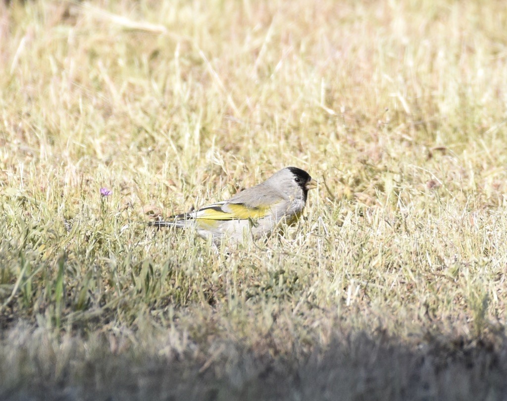 Lawrence's Goldfinch - ML617639673