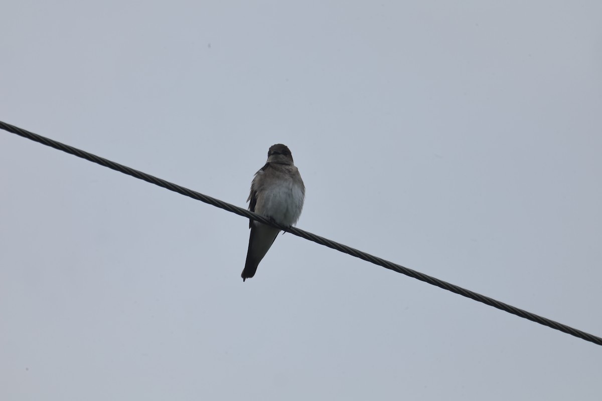 Northern Rough-winged Swallow - ML617639677