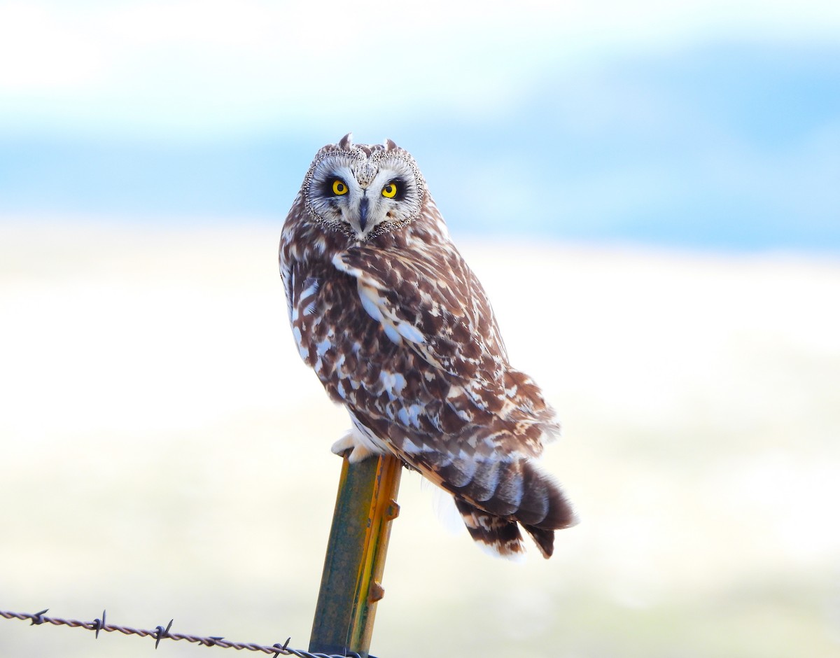 Short-eared Owl - Jan Thom