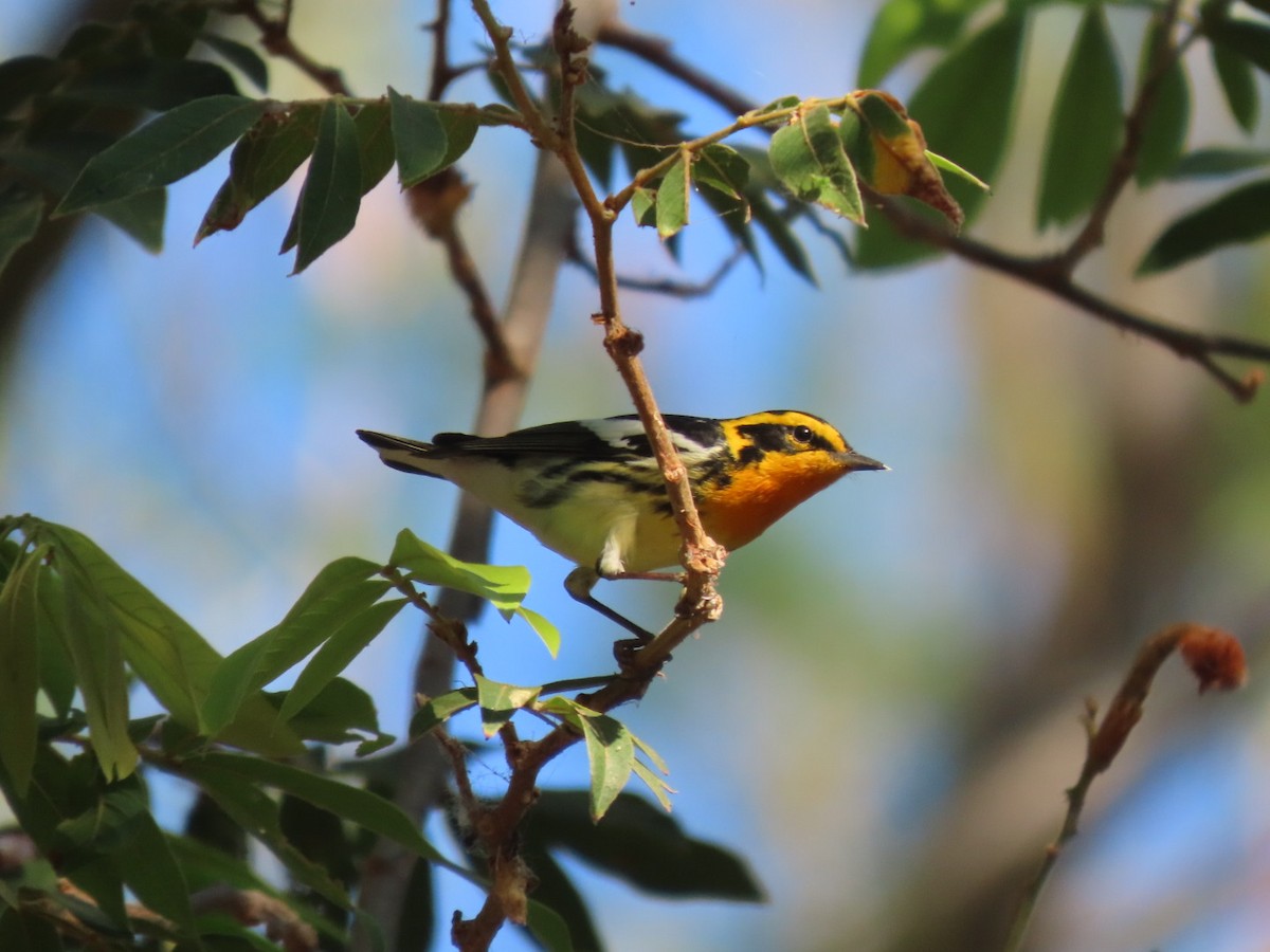 Blackburnian Warbler - Francisco Emilio Roldan Velasco Tuxtla Birding Club - Chiapas