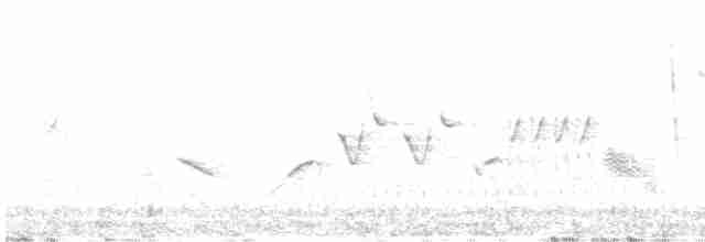 Пестрогрудая овсянка [группа schistacea] - ML617639773
