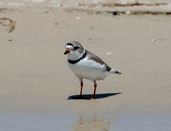 Piping Plover - ML617639774
