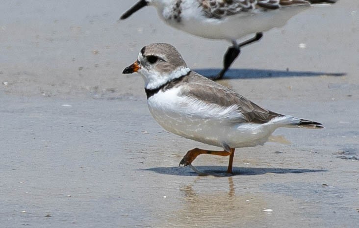 Piping Plover - Larry Schmahl