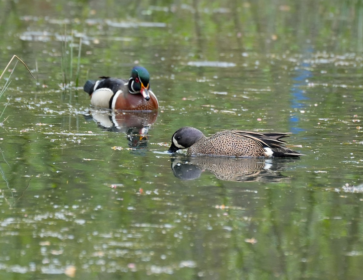 Blue-winged Teal - ML617639778