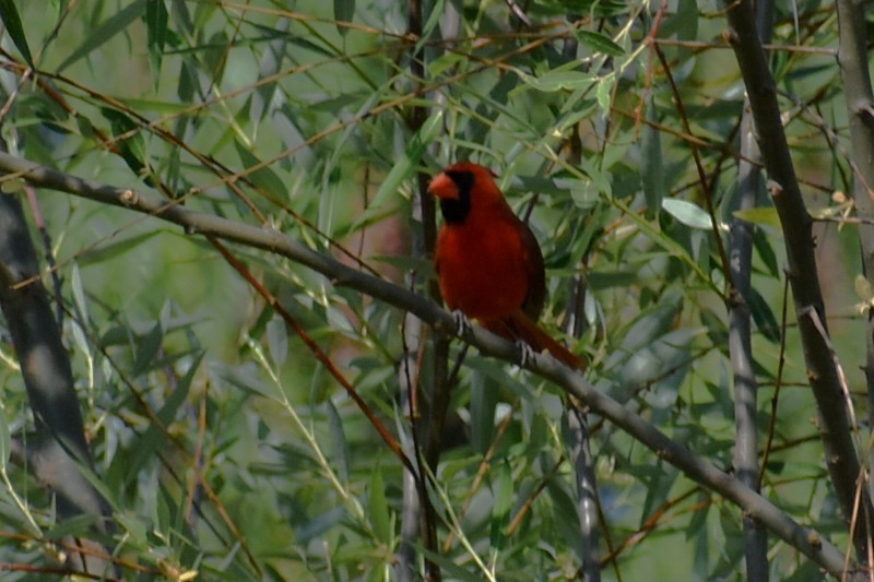 Cardinal rouge - ML617639795