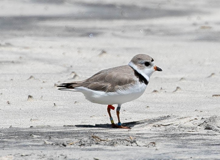 Piping Plover - ML617639801