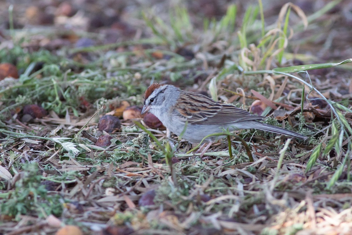 Chipping Sparrow - Nathan French