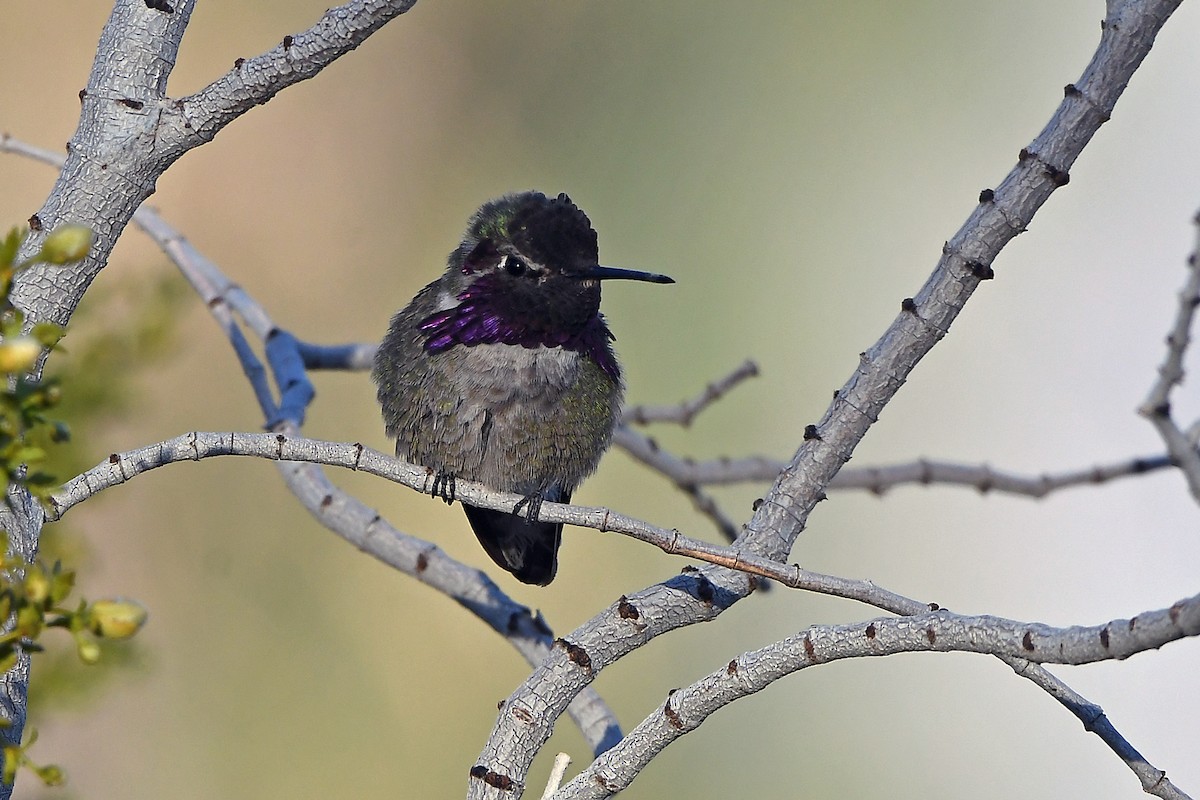 Costa's Hummingbird - ML617639856