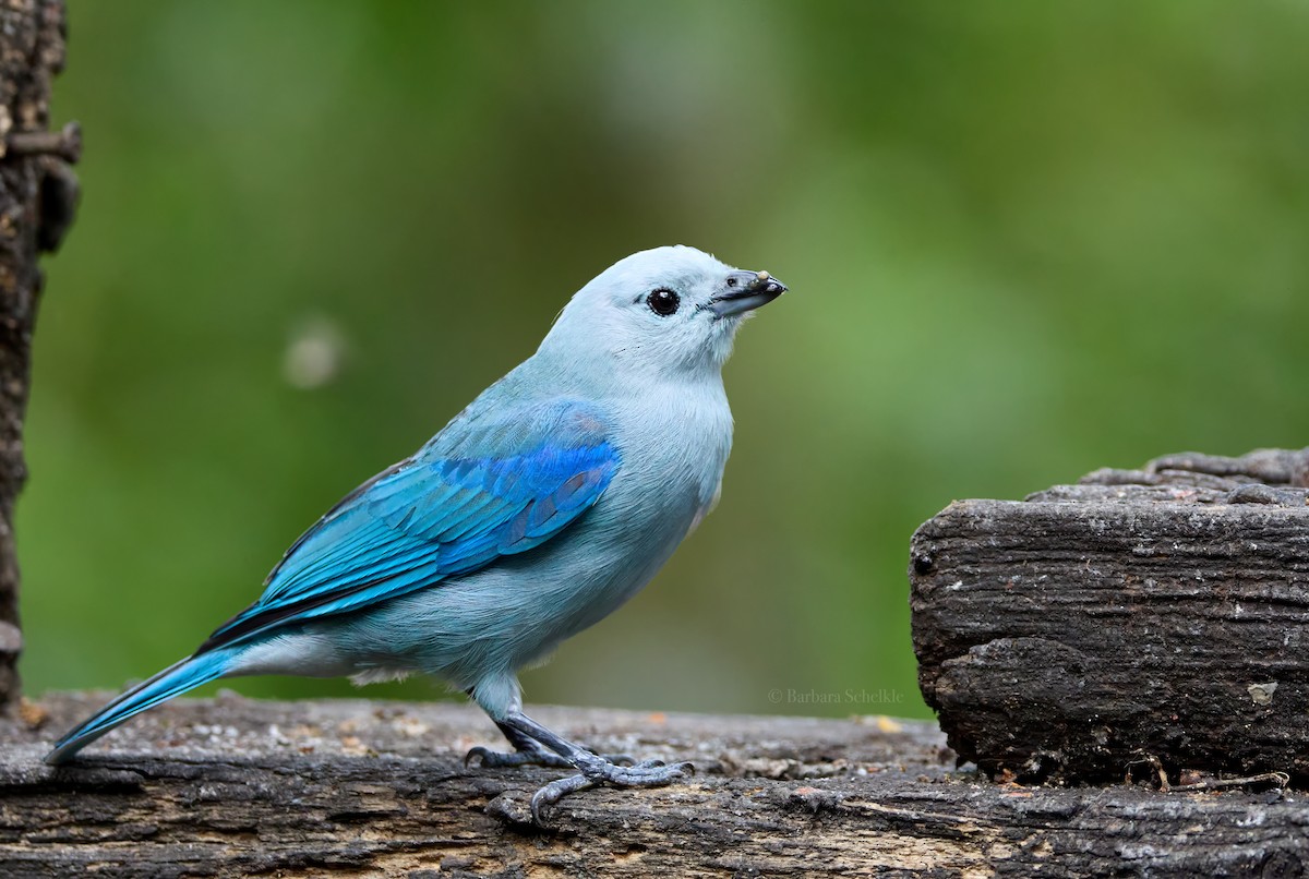 Blue-gray Tanager - ML617639873