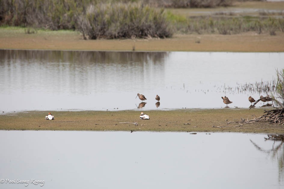Long-billed Dowitcher - ML617639899