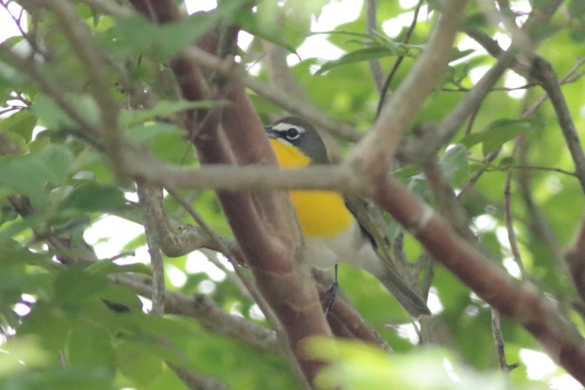 Yellow-breasted Chat - Jacob Wessels