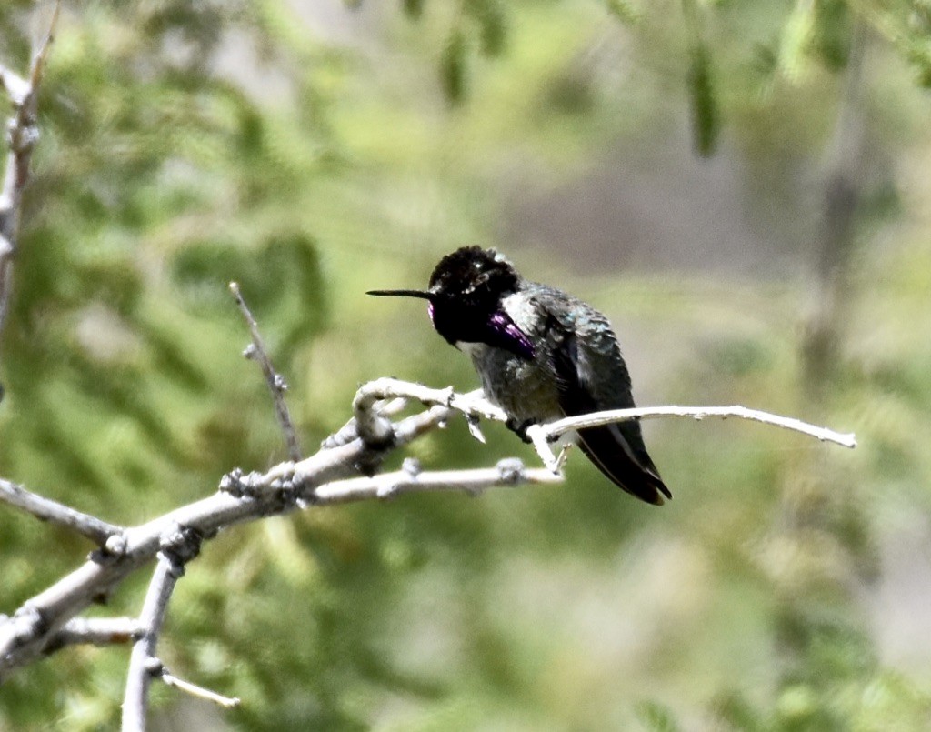 Costa's Hummingbird - Patricia Langen