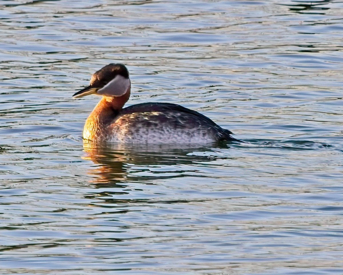 Red-necked Grebe - ML617640033