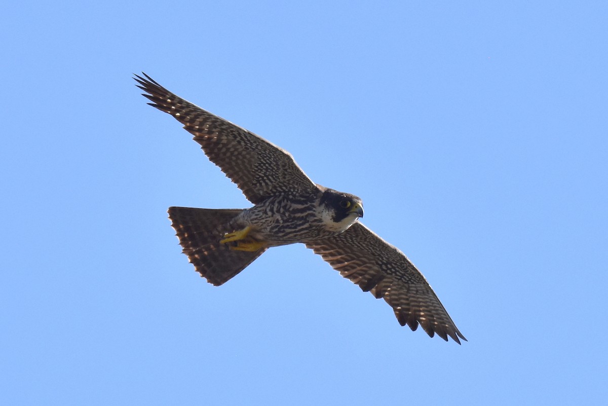 Peregrine Falcon - Naresh Satyan