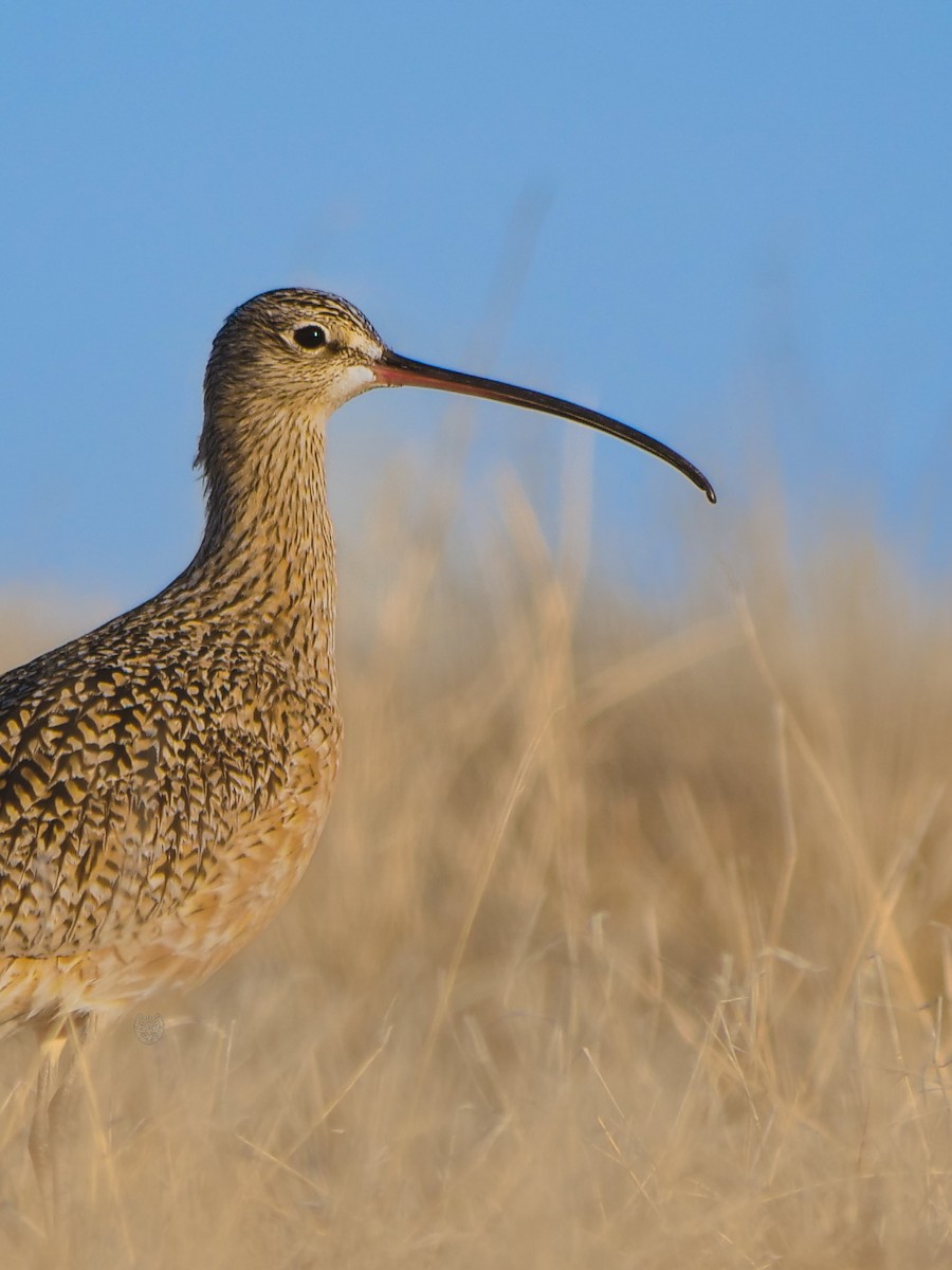 Long-billed Curlew - ML617640123