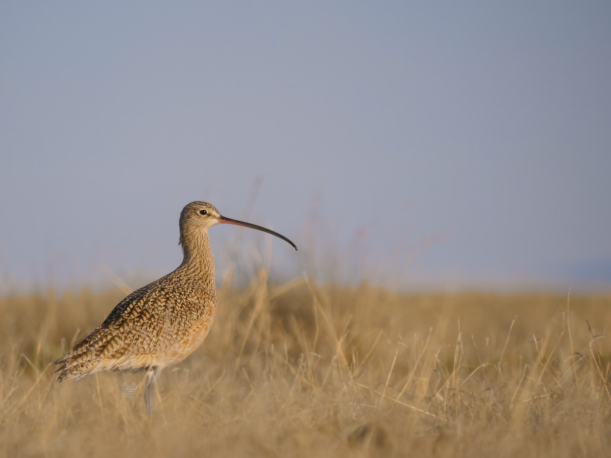 Long-billed Curlew - ML617640127