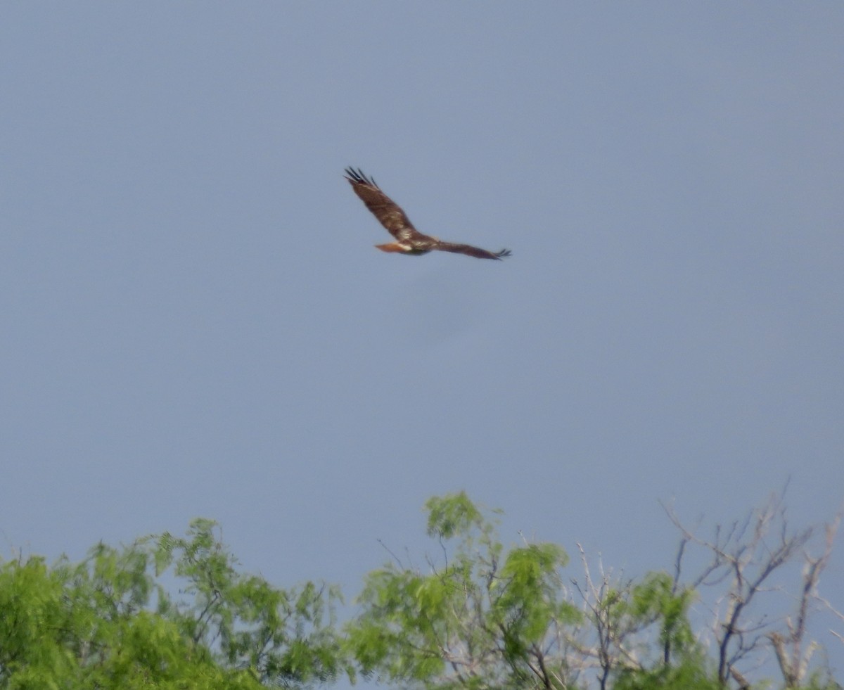 Red-tailed Hawk - ML617640185