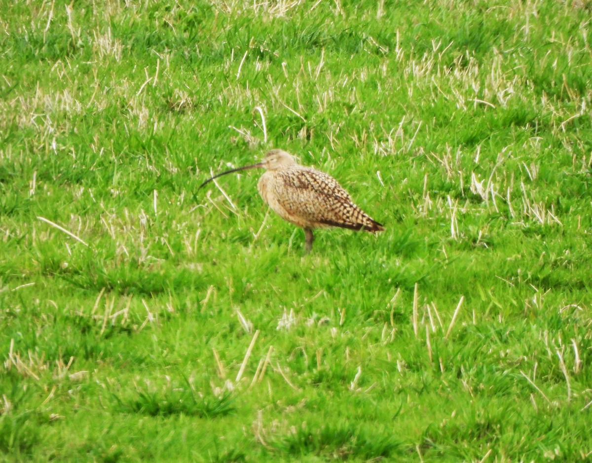 Long-billed Curlew - ML617640203