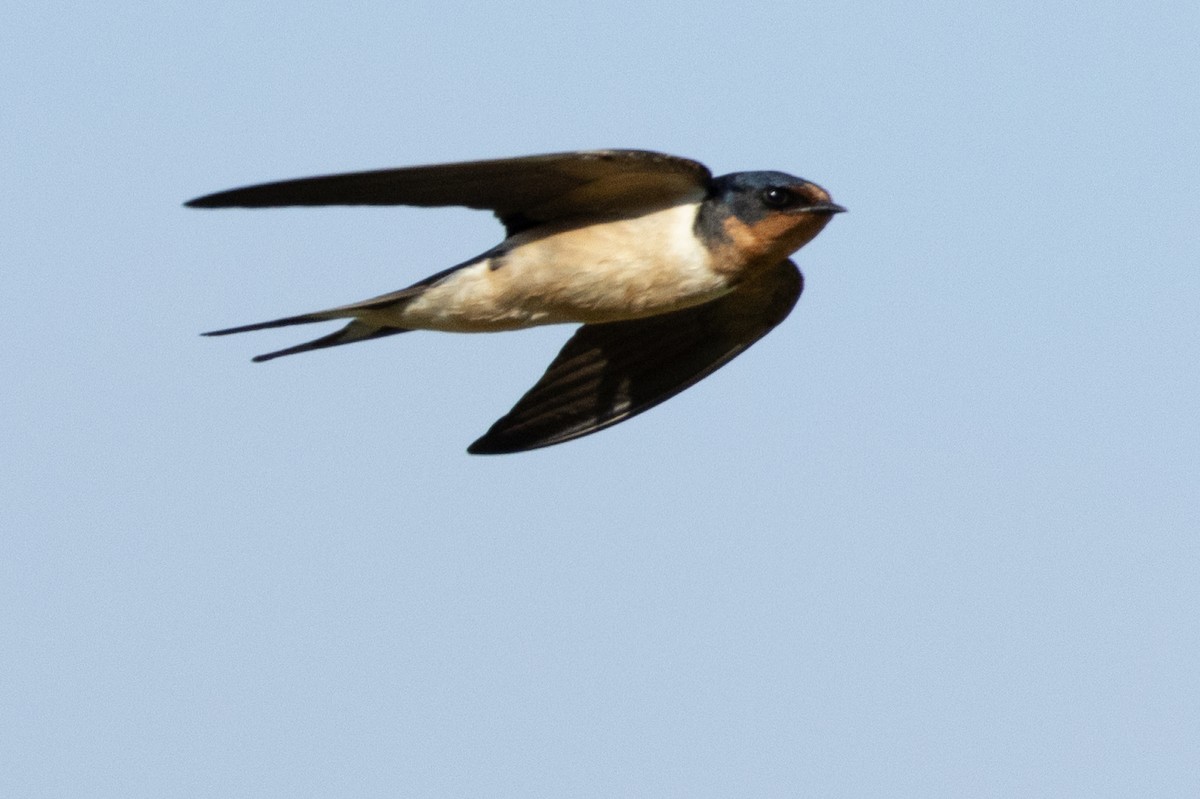 Barn Swallow - ML617640301
