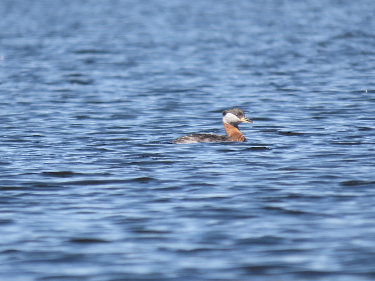 Red-necked Grebe - Eileen LeFrancois