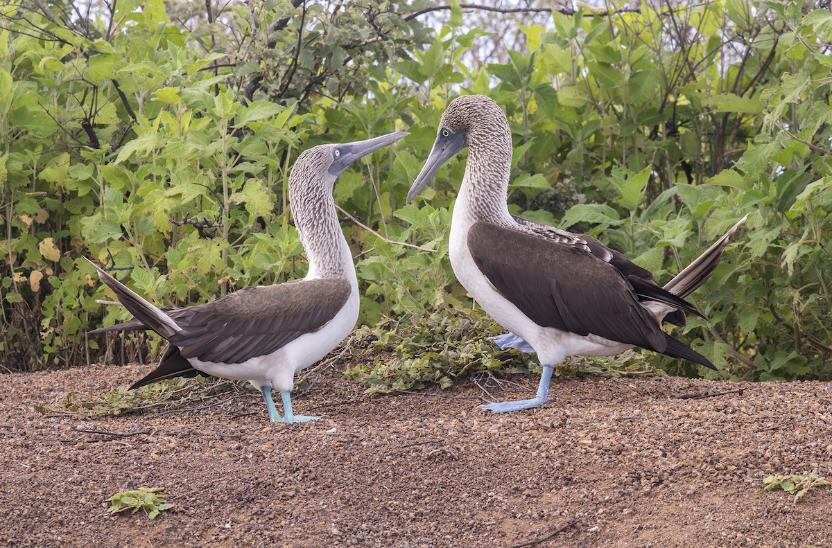 Blue-footed Booby - ML617640308